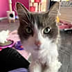 Thumbnail photo of Moose #3
