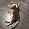 Thumbnail photo of Miao Miao #1