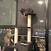 Thumbnail photo of Miao Miao #2
