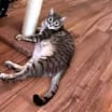 Thumbnail photo of Miao Miao #3