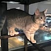 Thumbnail photo of Miao Miao #4