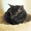 Thumbnail photo of Ebony #2