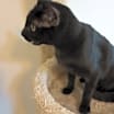 Thumbnail photo of Ebony #3