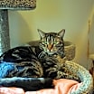 Thumbnail photo of Mac #1