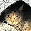 Thumbnail photo of Greta #3