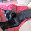 Thumbnail photo of T'Challa #3