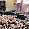 Thumbnail photo of Minnie #3
