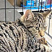 Thumbnail photo of Pepper #1