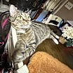 Thumbnail photo of Dinky 😺 #4