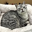 Thumbnail photo of Pi #3