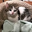 Thumbnail photo of Gub Gub #4