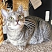 Thumbnail photo of Dusty #1