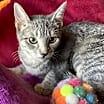 Thumbnail photo of Dusty #2