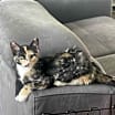 Thumbnail photo of Duchess (107) #1