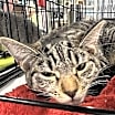 Thumbnail photo of Pepper #2