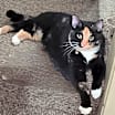 Thumbnail photo of Cleo (momma) #1