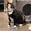 Thumbnail photo of Cleo (momma) #2