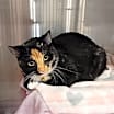 Thumbnail photo of Cleo (momma) #3