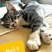 Thumbnail photo of WallE #2