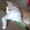 Thumbnail photo of Jesse (& Jerry) bonded *FEE WAIVED* #2