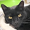 Thumbnail photo of Ms. Jingles #2