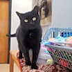 Thumbnail photo of Ms. Jingles #3