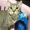 Thumbnail photo of Harvey #1