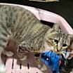 Thumbnail photo of Harvey #2