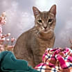 Thumbnail photo of Mushy #2