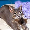 Thumbnail photo of Mushy #3