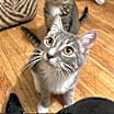 Thumbnail photo of Anise #1