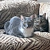 Thumbnail photo of Anise #2