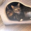 Thumbnail photo of Anise #3