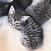 Thumbnail photo of Pixie #4