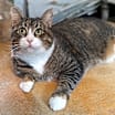 Thumbnail photo of Candy #1