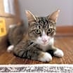 Thumbnail photo of Candy #2