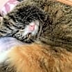 Thumbnail photo of Candy #3