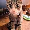 Thumbnail photo of Candy #4