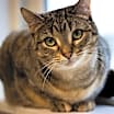 Thumbnail photo of Willow #1
