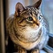 Thumbnail photo of Willow #2