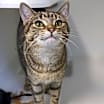 Thumbnail photo of Willow #3