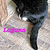 Thumbnail photo of Laguna #1