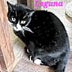 Thumbnail photo of Laguna #2