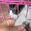 Thumbnail photo of Oreo - RICHMOND, IN #1