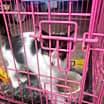 Thumbnail photo of Oreo - RICHMOND, IN #2