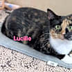Thumbnail photo of Lucille: Not at shelter (Barbe) #2