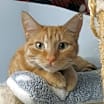 Thumbnail photo of Nemo @ The Cat's Brew #1