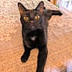 Thumbnail photo of C247 Stout #1