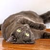 Thumbnail photo of Spaghetti #2