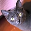 Thumbnail photo of Spaghetti #4